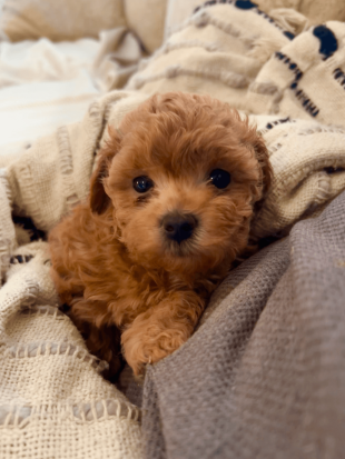 photo of the most important employee Pigtail (a small brown dog)