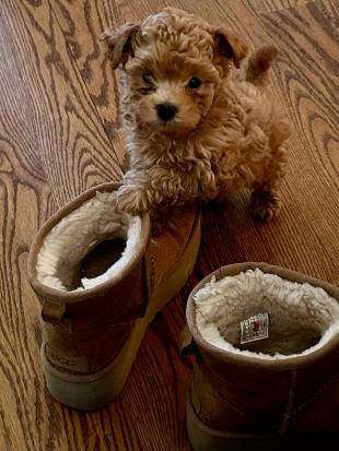 photo of the most important employee Pigtail (a small brown dog)