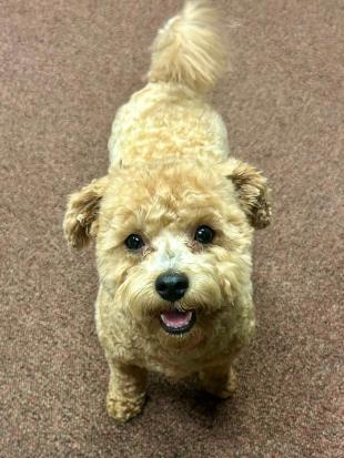 photo of the most important employee Pigtail (a small brown dog)
